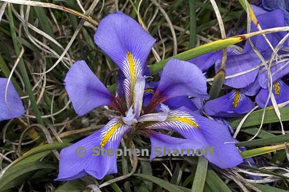 iris unguicularis 1 graphic